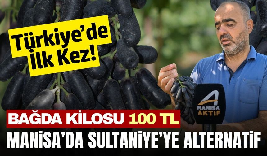 Sarıgöl'de ve Türkiye'de bir ilk! Bu üzümün kilosuna 100 TL verildi: Sweet Sapphire