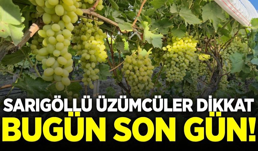 Sarıgöl’de üzüm yarışması heyecanı: Başvurular için son gün