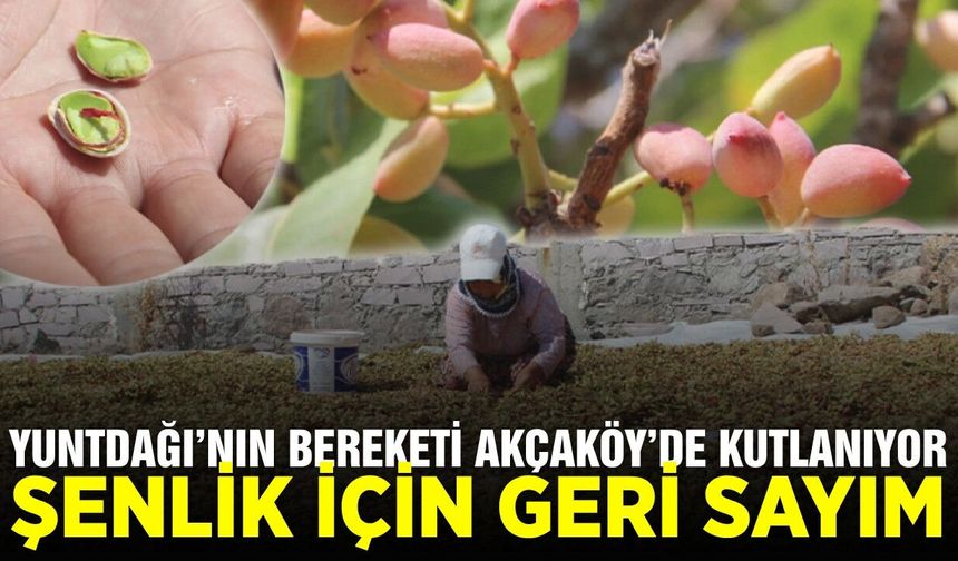 Manisa "Yuntdağı Fıstığı" hasat şenliği başlıyor!