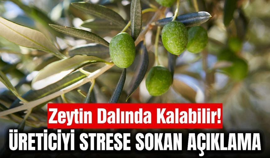 TARİŞ'ten korkutan uyarı! Zeytin dalında kalabilir