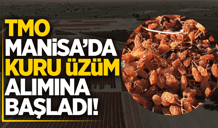TMO, Manisa'da kuru üzüm alımına başladı!