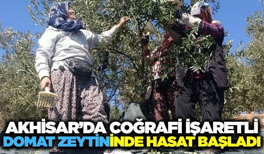 Akhisar’da zeytin hasadı başladı: Domat zeytininde yoğun mesai