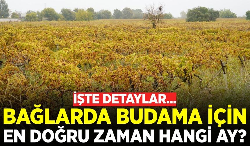 Bağlarda doğru budama gelecek sezonun kaderini belirliyor