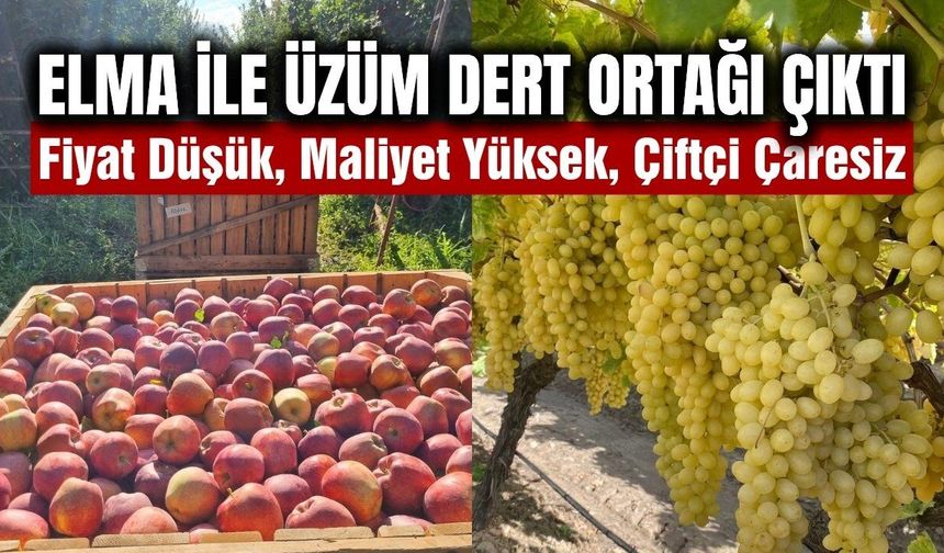 Denizli'de elma üreticisi zor durumda! Neredeyse üzüm ile aynı dertler