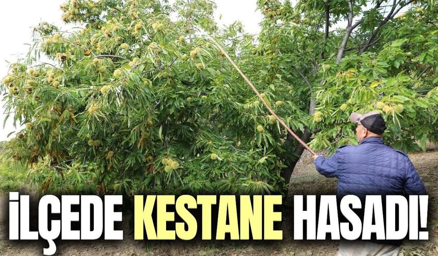 Demirci’de kestane hasadı başladı!