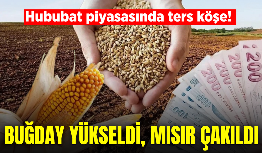 Hububat fiyatlarında dikkat çeken ayrışma! Buğday yükseldi, mısır çakıldı