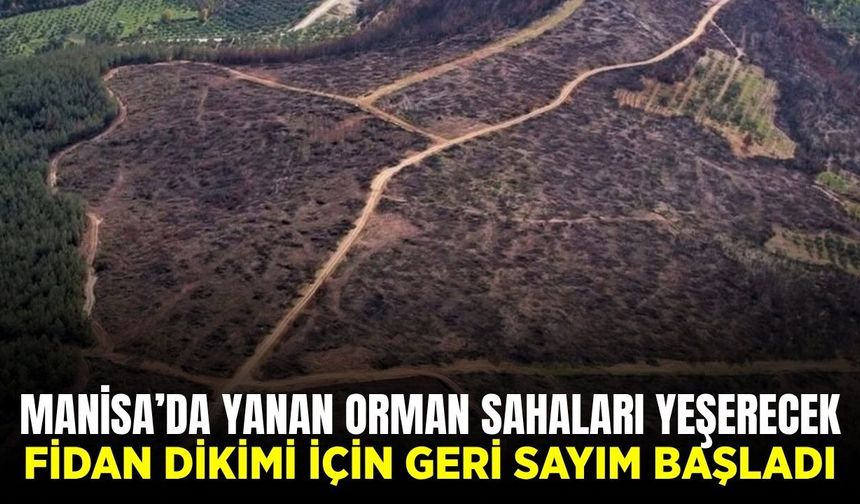 Manisa'nın yaraları sarılıyor: Fidan dikimi için geri sayım