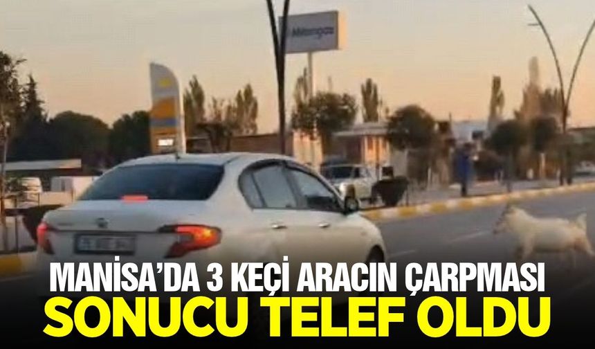 Manisa'da feci kaza: 3 keçi telef oldu