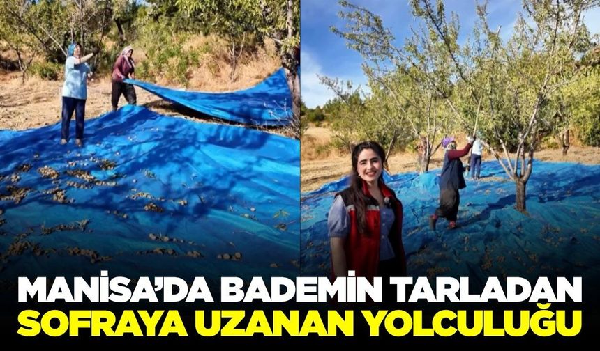 Tarladan sofraya: Manisa’da bademin uzun yolculuğu