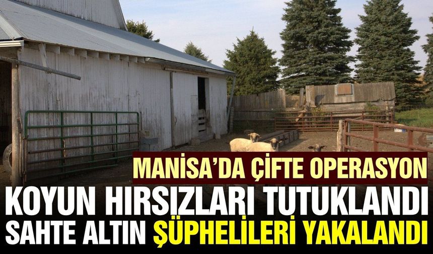 Manisa'da koyun çalan 2 kişi tutuklandı!