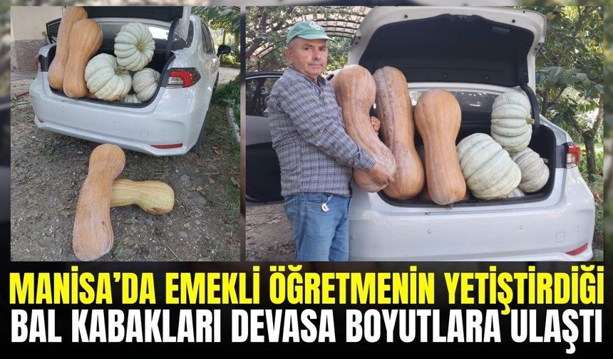 Manisa'da emekli öğretmenin ilk denemesinde yüz güldüren hasat