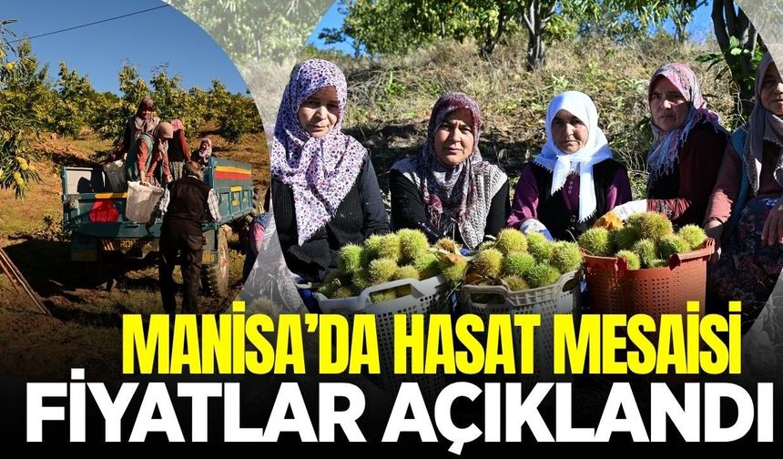 Manisa'da tarlalar hareketlendi: İşte fiyatı