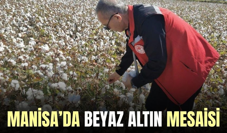 Manisa'da pamuk hasadı başladı
