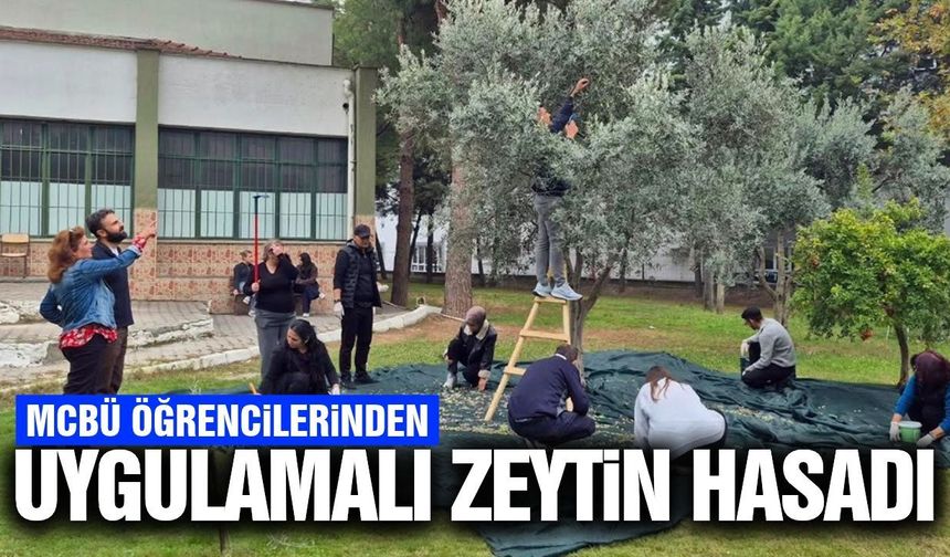 MCBÜ öğrencileri zeytin hasadına katıldı!
