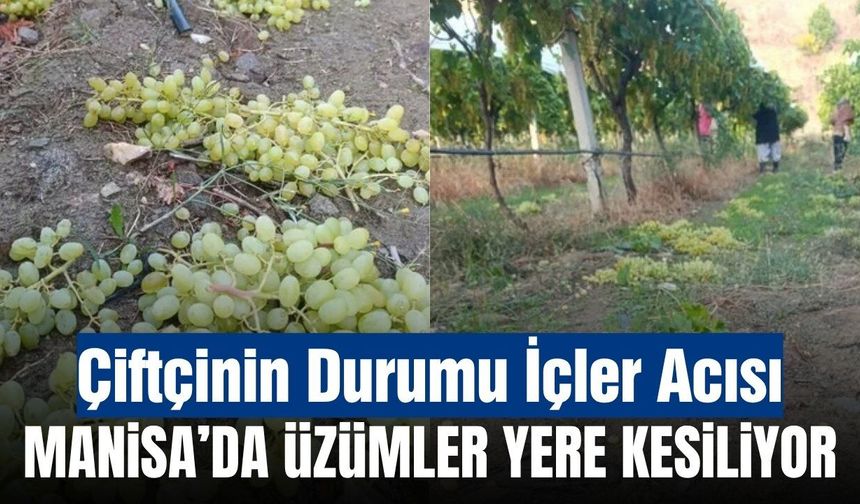 Sarıgöl’de üzüm üreticisinin zor sezonu: Üzümler satılamayınca yere kesiliyor