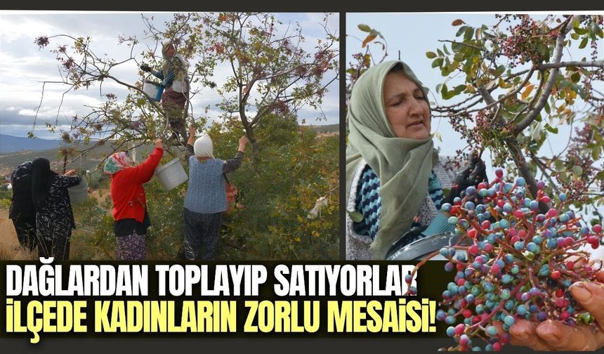 Yılda 450 ton toplanıyor: Hem çerez hem de şifa kaynağı!