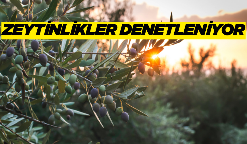 Zeytinliklerde hastalık ve zararlılara karşı incelemeler yapıldı