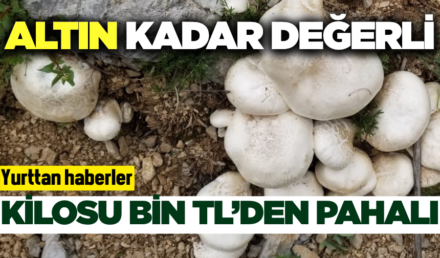 Bu mantarın kilo fiyatı altınla yarışıyor