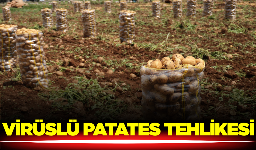İthalat Krizi: 2 Tonluk Patates Sevkiyatı Virüslü Çıktı