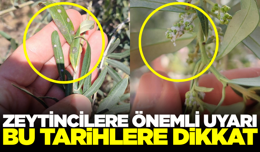 Salilhlili zeytin üreticilerine önemli uyarı