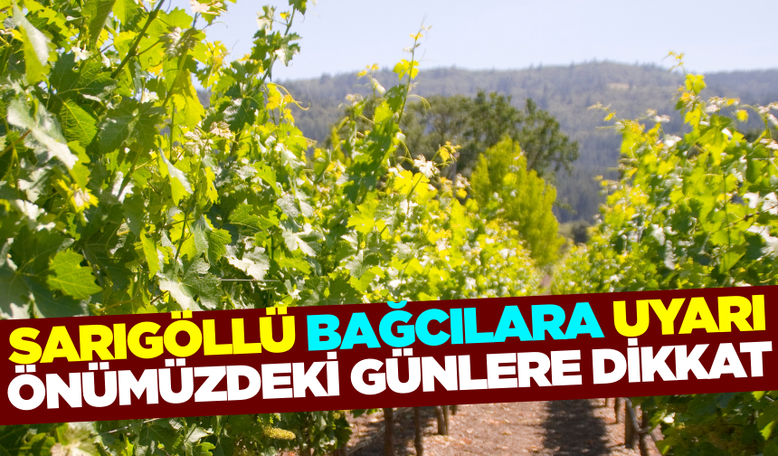 Sarıgöl İlçe Tarım ve Orman Müdürlüğü'nden bağcılara önemli uyarı