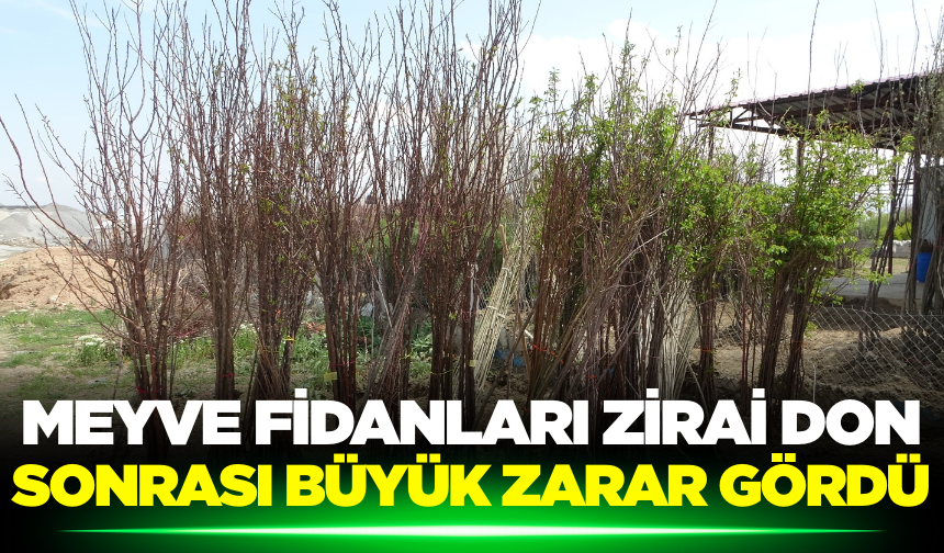 Zirai don bu seferde meyve fidanlarını vurdu