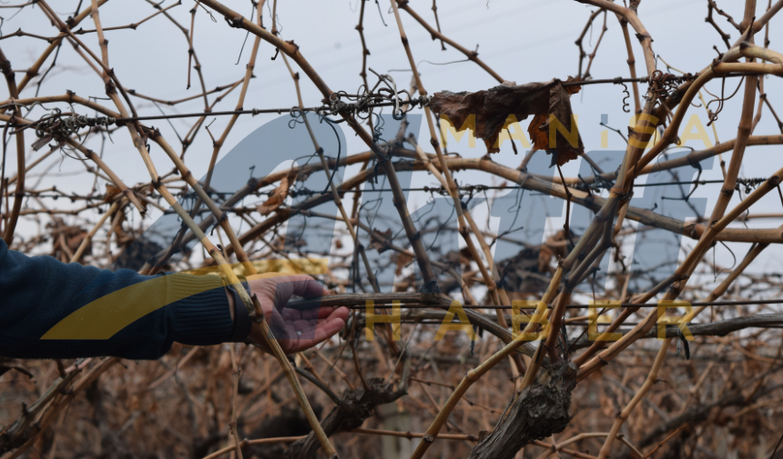 Bu Budama Yöntemi Ile Dönümden 5 Ton Almak Mümkün 3