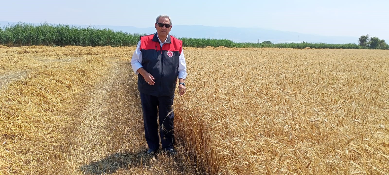 Ege'de 2025'In İlk Hasadı Başladı Üreticiler Tarlalara Akın Etti (2)