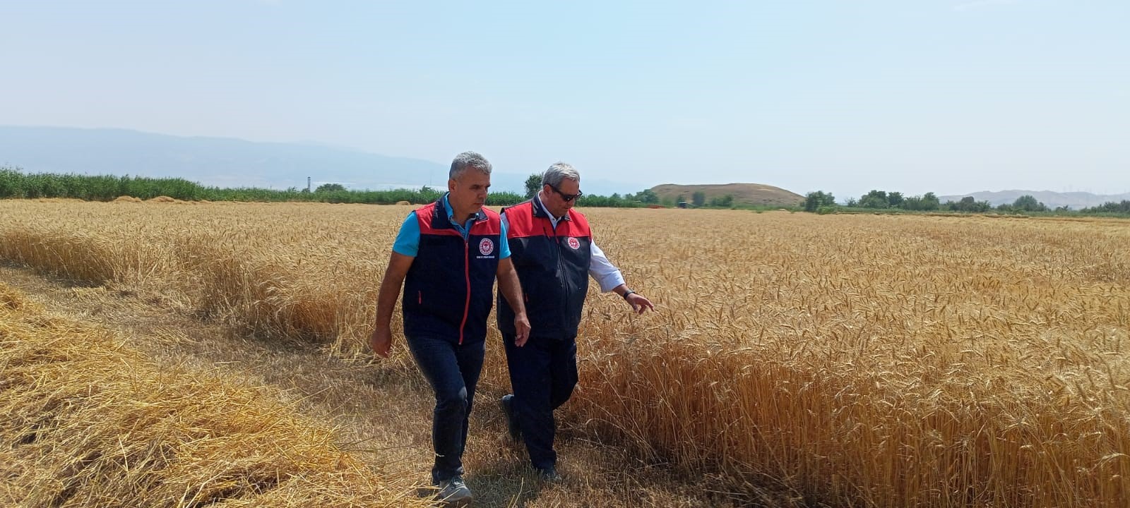 Ege'de 2025'In İlk Hasadı Başladı Üreticiler Tarlalara Akın Etti (5)