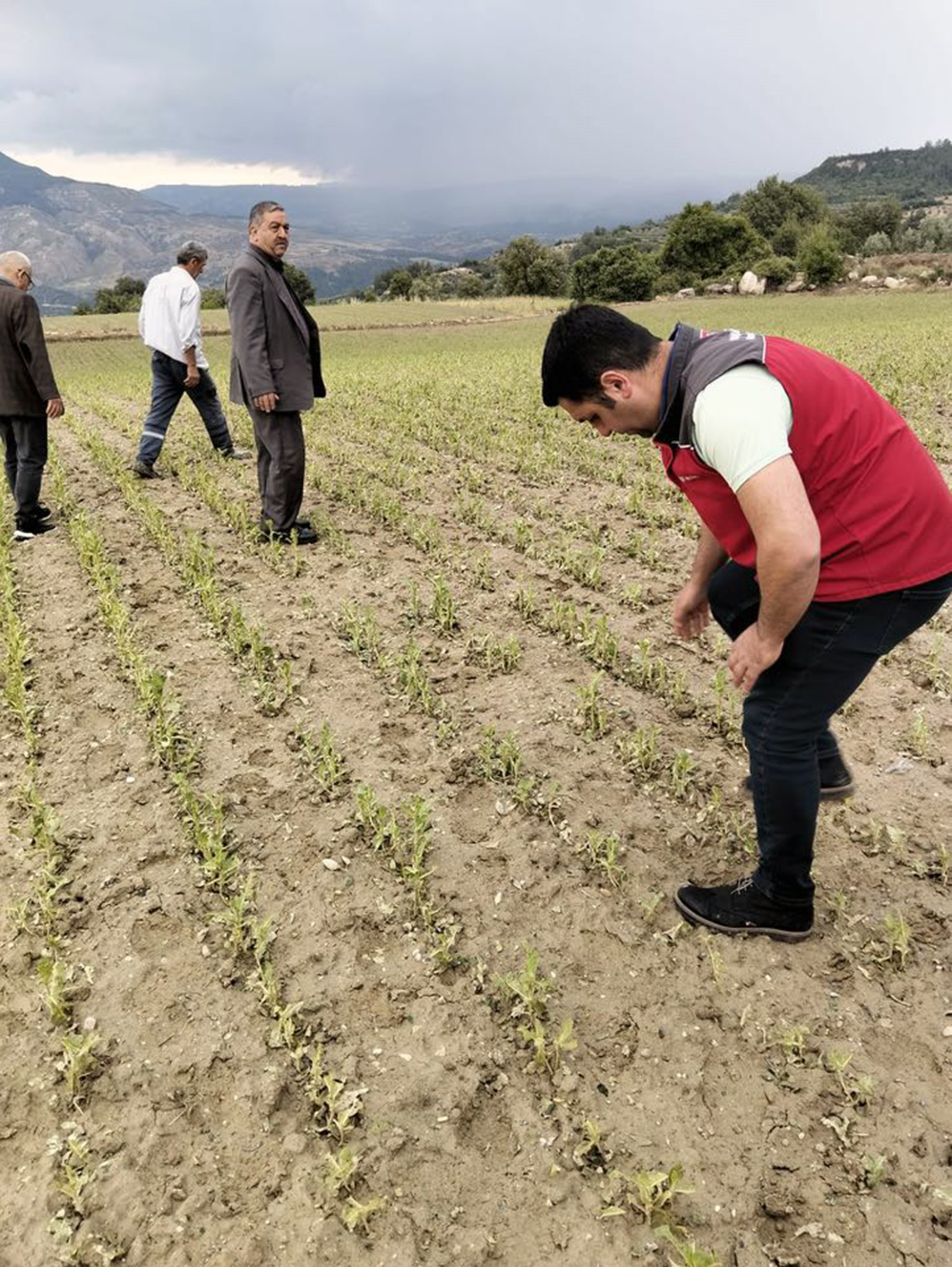 Ege'ye Don Darbesi Üreticiler İçin Hasar Tespiti Yapıldı (2)