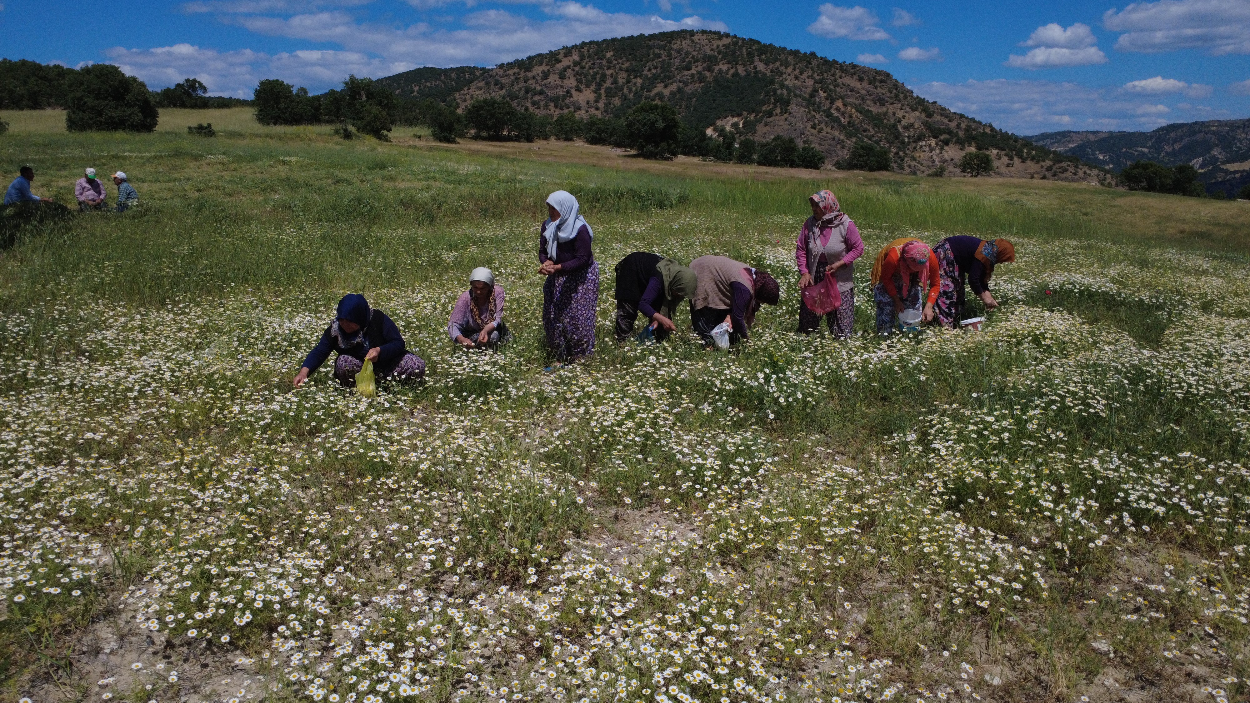 Kilogramı 260 Liradan Satılıyor (3)