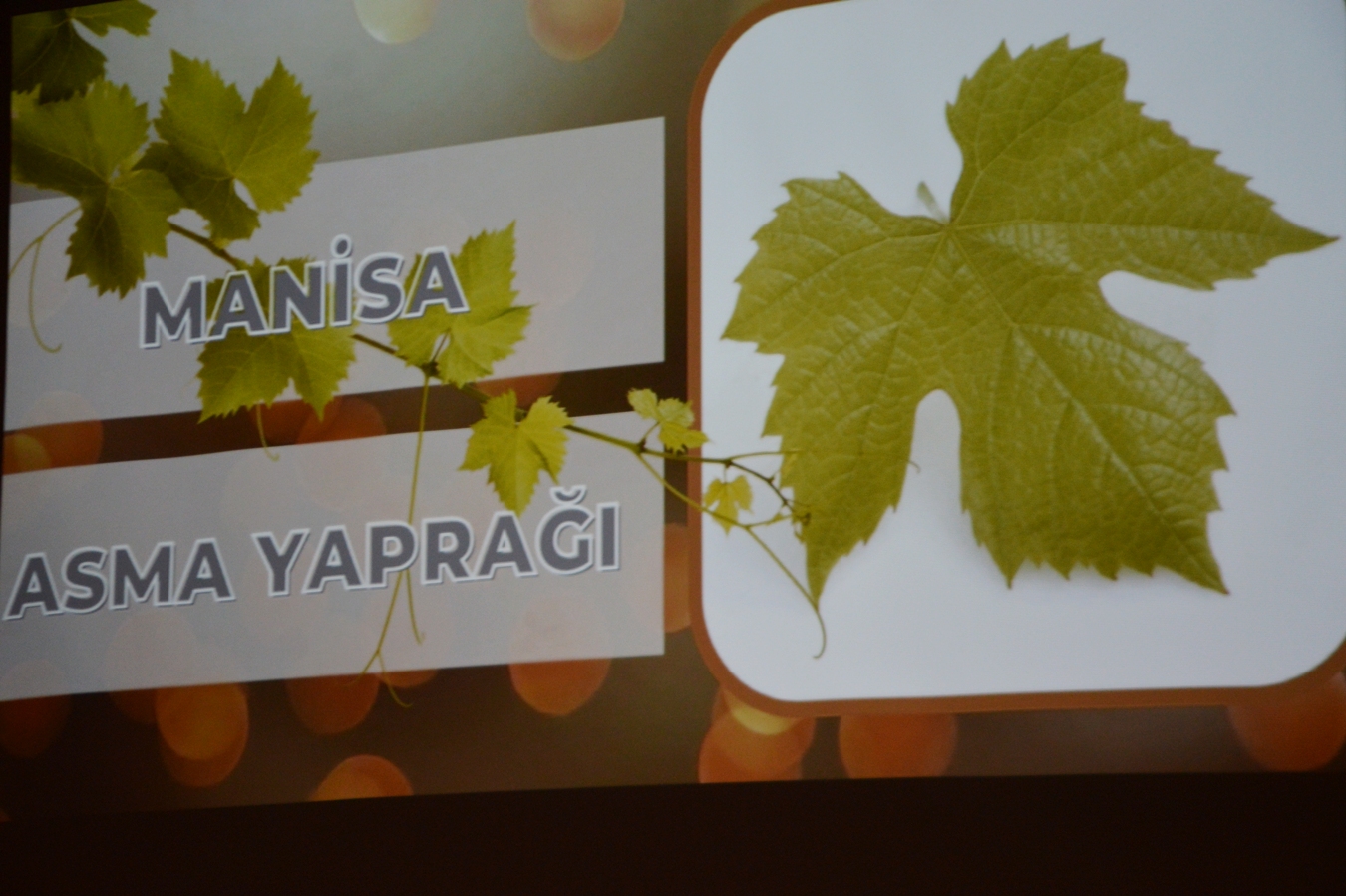 Manisa Asma Yaprak (3)