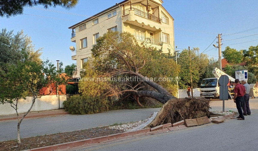 Sarıgöl'de Ağaç Devrildi