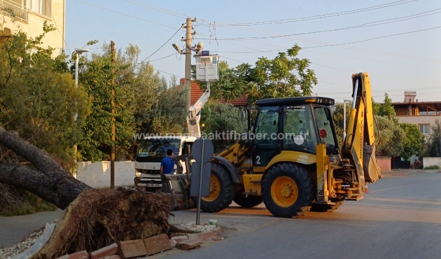 Sarıgöl'de Devrilen Ağaç Elektrik Tellerini Kopardı