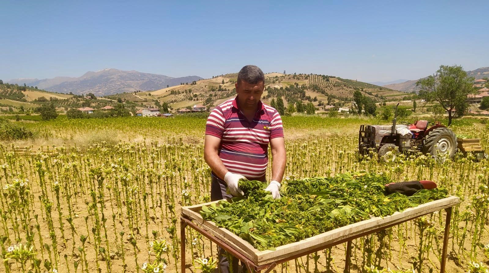 Sarıgöl'de tütün hasadı başladı-2