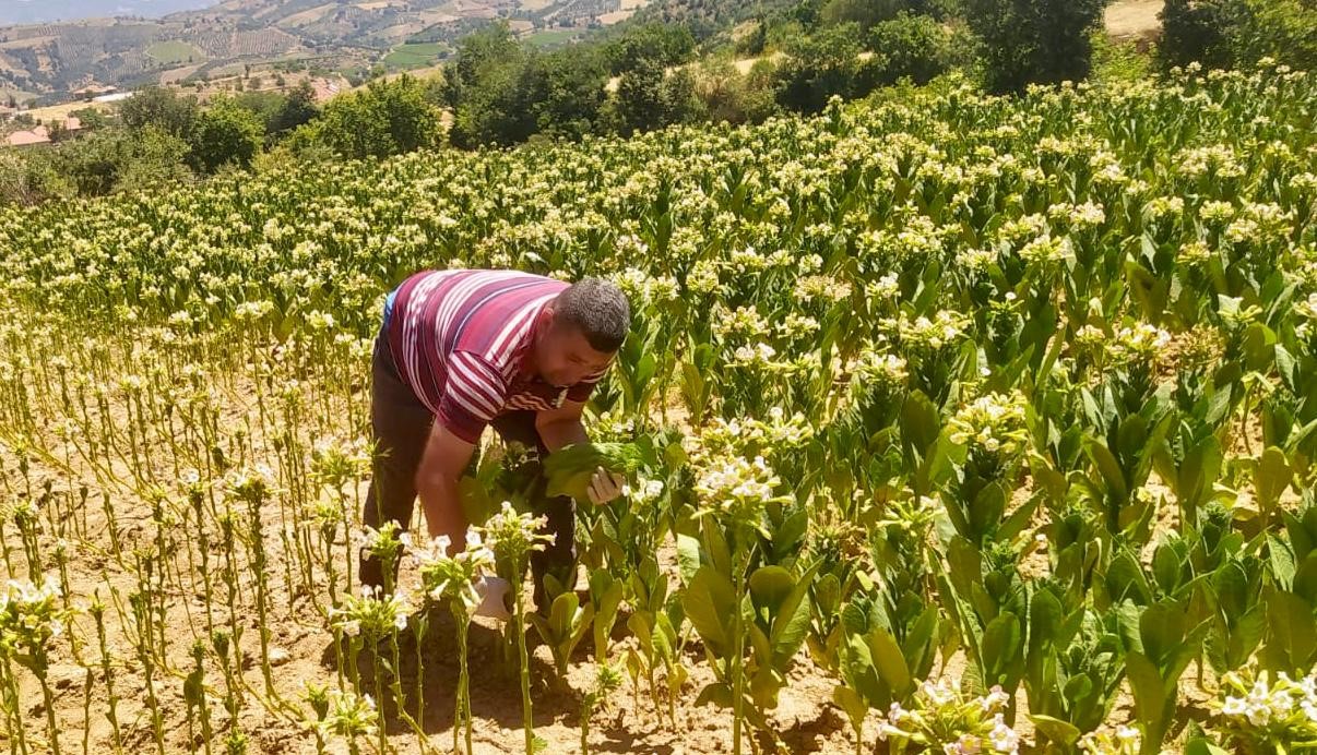 Sarıgöl'de tütün hasadı başladı-1