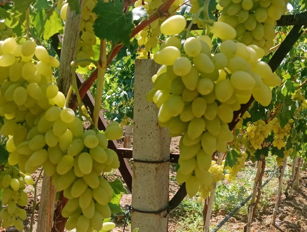 Sarıgöl'de üzüm sezonu resmen açılıyor! Piyasa 'Süperyol' ile açılıyor-1