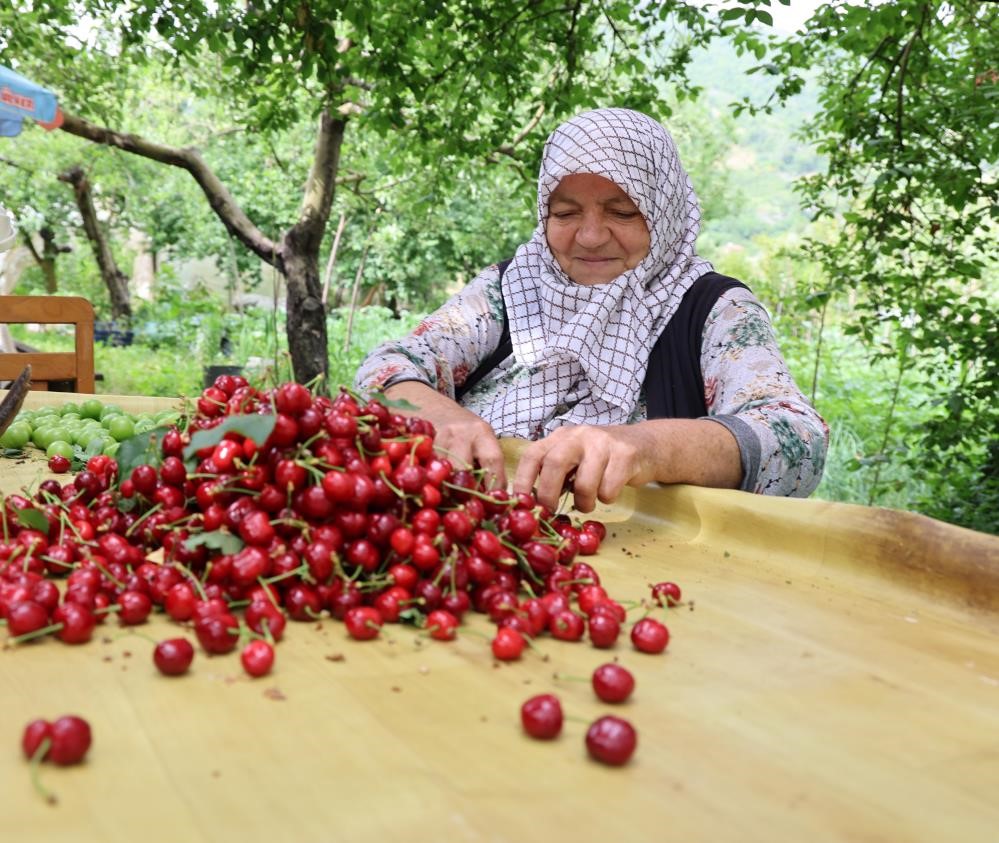 kirazı zirai don vurdu