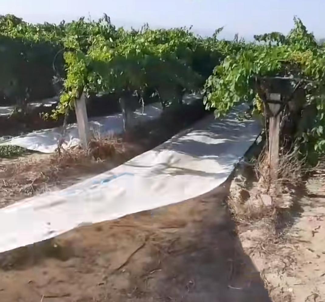 Sarıgöl Çilte (16)