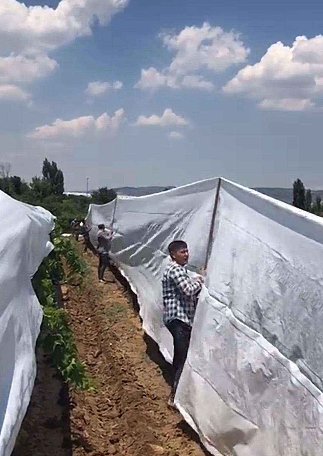 Sarıgöl Çilte (17)