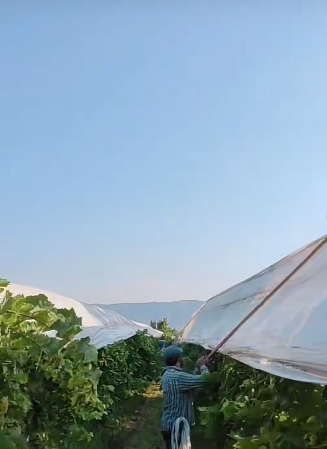 Sarıgöl Çilte (6)