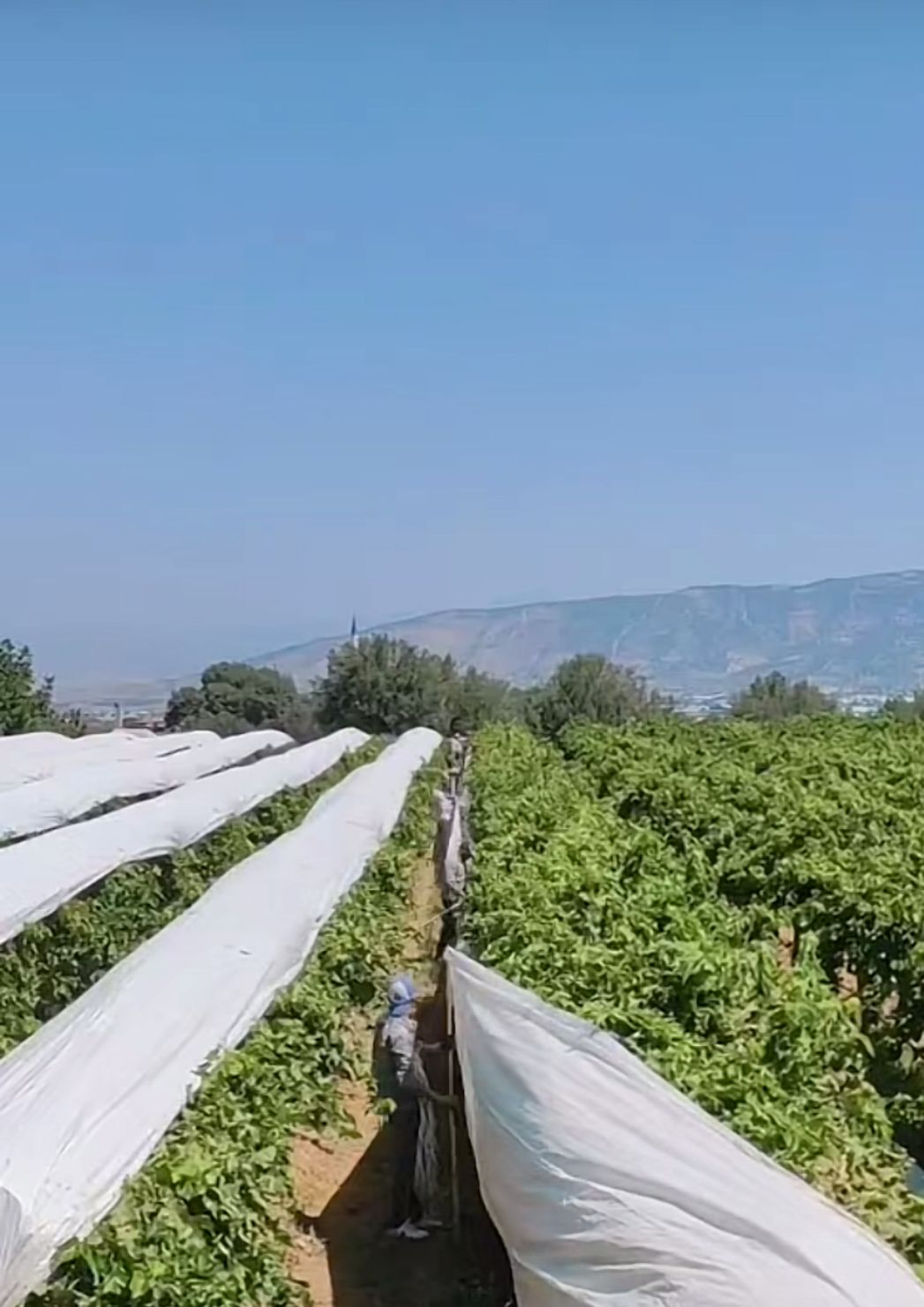 Sarıgöl Çilte (7)