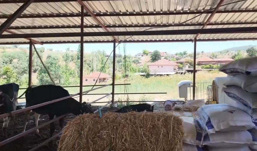 Sarıgöl’de Da Akabane Hastalığı Ve Sinek Tuzağı Uygulaması (1)