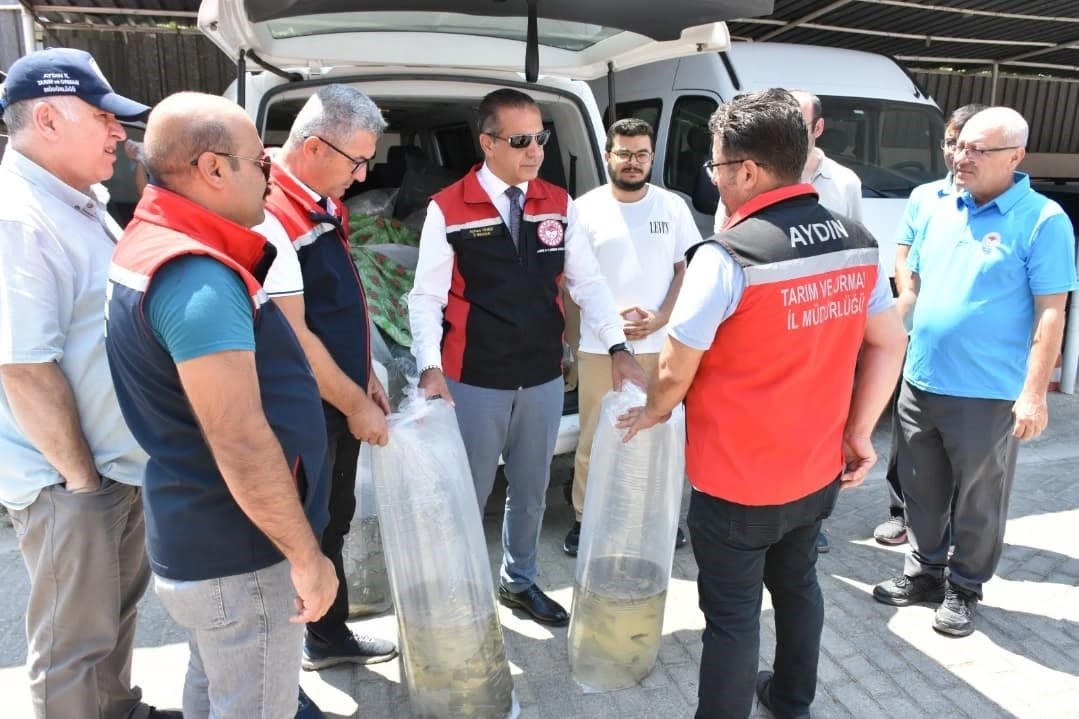 Ege'de Binlerce Sazan Yavrusu Doğayla Buluştu (1)
