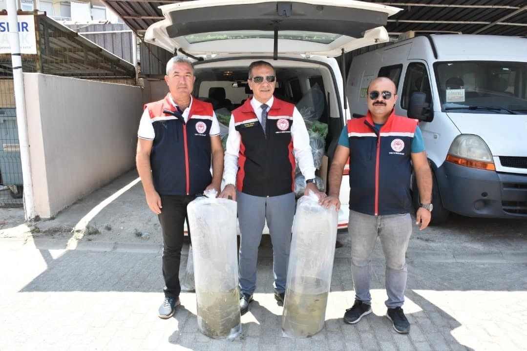 Ege'de Binlerce Sazan Yavrusu Doğayla Buluştu (3)
