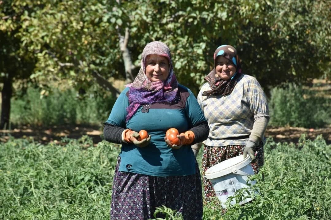 Ege'de Domates Fidesinde Hasat Zamanı! (3)