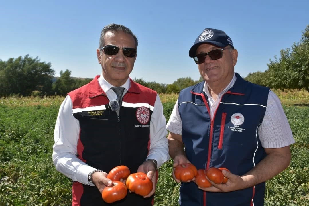 Ege'de Domates Fidesinde Hasat Zamanı! (4)