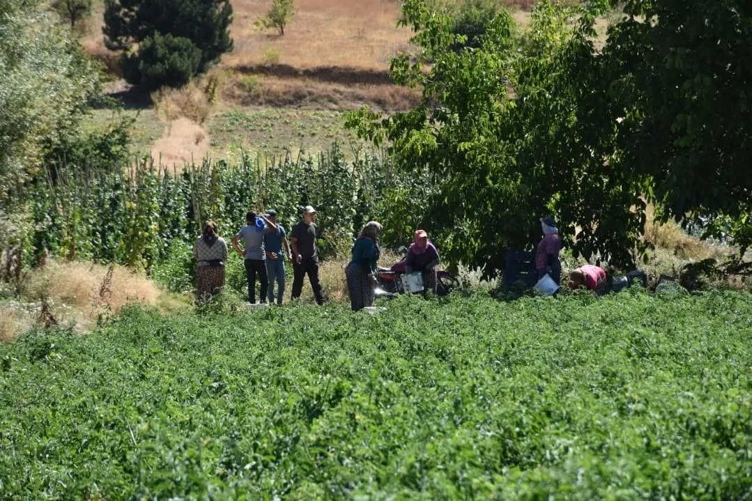 Ege'de Domates Fidesinde Hasat Zamanı! (6)