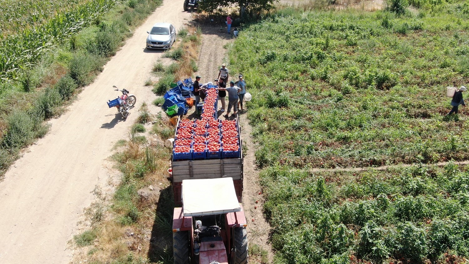Ege'de Işçileri 250 Tl'ye Ter Döküyor (7)