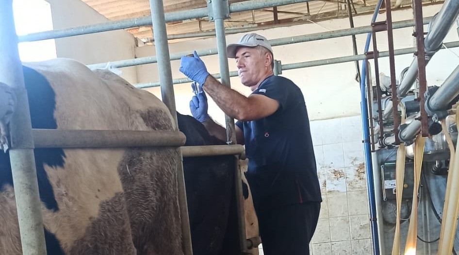 Ege'de Şap Hastalığına Karşı Aşılama Çalışmaları Sürüyor (1)